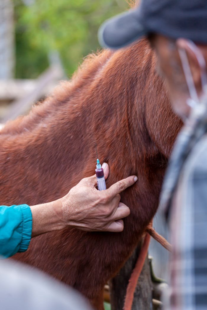 about-01 Close-up of a veterinarian injecting a horse, focused on hand and syringe.